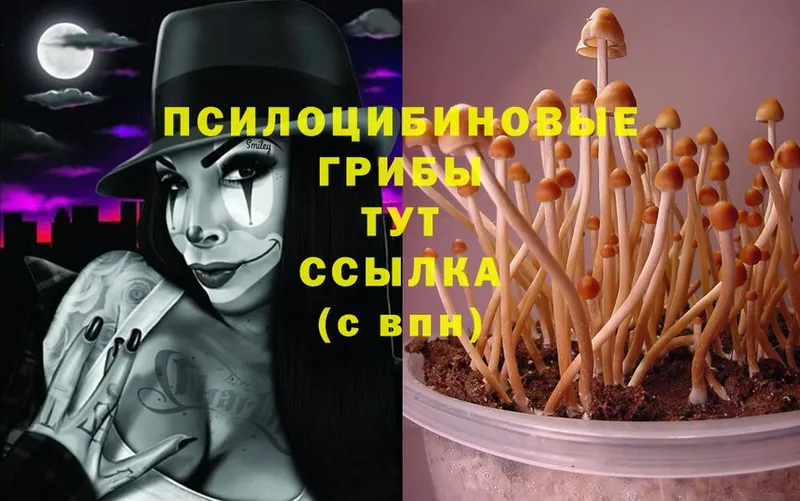 купить закладку  Киров  Псилоцибиновые грибы Cubensis 